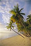 Palmen und Strand, Pigeon Point, Tobago, Trinidad und Tobago, Karibik, Caribbean, Central America