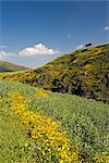 Üppig grüne Hügel und gelbe Meskel Blumen, Nationalpark Simien Mountains, Äthiopien, Nordafrika