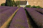 Snowshill Lavender Farm, Gloucestershire, The Cotswolds, England, United Kingdom, Europe