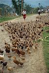 Herde von Enten getrieben entlang einer Straße in Xingwan, Sichuan, China, Asien