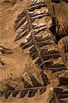 Fossil ferns found in Radstock Colliery, Mariopteris carboniferous coal measures, Somerset, England, United Kingdom, Europe