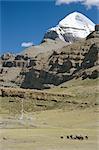 Yak train approaches Tarboche, prayer flag pole in Lha Chu canyon, on the kora round sacred mountain, Mount Kailas (Kailash), Tibet, China, Asia