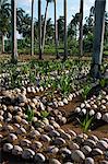 Sprouting coconuts and coconut palms on a plantation at Baracoa, Oriente, Cuba, West Indies, Central America