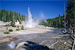 Echinus Geyser, erupts every hour in Norris Basin, Yellowstone National Park, UNESCO World Heritage Site, Wyoming, United States of America (U.S.A.), North America