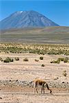 Vigogne pâturage sur le désert de l'altiplano, avec le volcan El Misti derrière, près d'Arequipa, au Pérou, en Amérique du Sud