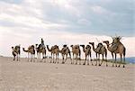 Camel train led by Afar nomad in very hot and dry desert, Danakil Depression, Ethiopia, Africa