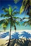 Palm trees on tropical beach, Dominican Republic, West Indies, Caribbean, Central America