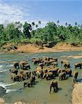 Éléphants dans la rivière, Pinnewala, Sri Lanka