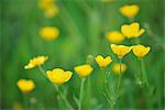 Buttercups