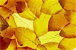 Back-lit autumnal beech leaves on lightbox