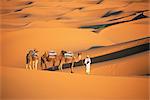 Kamel-Führer und Kamele, parallelen Sanddünen des Erg Chebbi Sanddünen Meer, die Wüste Sahara, in der Nähe von Merzouga, Marokko, Nordafrika, Afrika