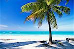 Palm tree, white sandy beach and Indian Ocean, Jambiani, island of Zanzibar, Tanzania, East Africa, Africa