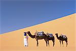 Berbère chameau leader avec trois chameaux dans les dunes d'Erg Chebbi, désert du Sahara, près de Merzouga, Maroc, Afrique du Nord, Afrique