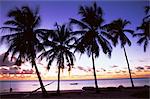 Palm trees in silhouette at dawn, Jambiani, Zanzibar, Tanzania, East Africa, Africa