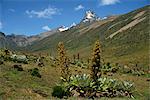 Mount Kenya, with giant lobelia in foreground, Kenya, East Africa, Africa