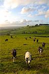 Landscape with cattle, Somerset, England, UK