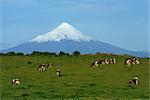 Pâturage dans un champ avec le volcan Osorno derrière dans le Lake District, au Chili, en Amérique du Sud