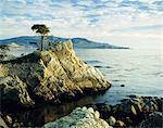 Le cyprès solitaire sur la côte, Carmel, Californie, États-Unis d'Amérique