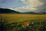 Löwinnen in der Masai Mara National Reserve am Abend, Kenia, Ostafrika, Afrika