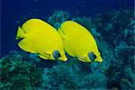 Paire de poissons-papillons (Chaetodon Senilarvatus), mer rouge, au Soudan, Afrique