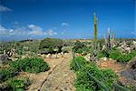 Voie pavée cactus cierge et un arbre divi divi, Parc National Arikok, Aruba, Antilles, Caraïbes, Amérique centrale