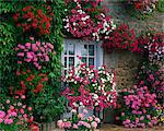 Bauernhaus Fenster umgeben von Blumen, Ille-et-Vilaine, Bretagne, Frankreich, Europa