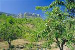 Amandiers dans la Sierra de Aitana, Alicante, Valencia, Espagne, Europe