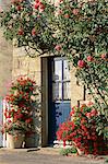 Extérieur d'une porte bleue entourée de fleurs rouges, des roses et des géraniums, St Cado, Morbihan, Bretagne, France, Europe