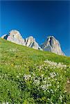 Willd fleurs et vue au Sasso Lungo (Langkofel), Dolomites, Trentinto-Haut-Adige, Italie, Europe