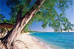 Schiefe Baum über dem ruhigen türkisfarbenen Meer, Seven Mile Beach, Grand Cayman, Cayman-Inseln, West Indies, Caribbean, Mittelamerika