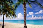 Palm trees, beach and still turquoise sea, Seven Mile beach, Grand Cayman, Cayman Islands, West Indies, Central America