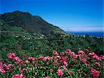 Landscape near Sao Roque do Faial, island of Madeira, Portugal, Atlantic, Europe