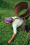 Sélecteur de thé népalais, Gielle Tea Garden, Darjeeling, Bengale occidental, Inde, Asie