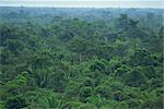 Rainforest canopy of the Machaca Forest Reserve, Belize, Central America