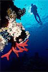 Coral reef and diver, off Sharm el Sheikh, Sinai, Red Sea, Egypt, North Africa, Africa