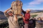 Grape pickers lifting baskets, Quinta do Bomfim, Douro, Portugal, Europe