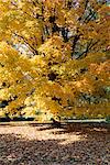 Shades of yellow, gold and orange, typical fall colours, New Hampshire, New England, United States of America (U.S.A.), North America