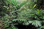 Larges feuilles de plantes et de fougères poussent à base de diptérocarpacées forêt tropicale, zone de Conservation de la vallée de Danum, vallée de Danum, Sabah, Malaisie, Bornéo, l'Asie du sud-est, Asie