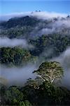 Aerial view of the canopy of virgin dipterocarp rainforest, Danum Valley Conservation Area, Sabah, Malaysia, island of Borneo, Southeast Asia, Asia
