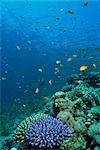 Reef scene with fish and coral, Red Sea, Egypt, North Africa, Africa