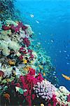 Biodiversité énorme dans la vie, récif corallien, Red Sea, Egypt