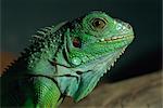 Serpentarium green or common iguana, Skye, Scotland, United Kingdom, Europe