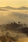 Daniel LECLERE silhouettes des arbres de la forêt tropicale, la vallée de Danum, Sabah, l'île de Bornéo, Malaisie