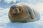 Bearded seal on ice, Svalbard, Arctic, Norway, Scandinavia, Europe