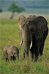 Femelle et veau, éléphant d'Afrique, Masai Mara National Reserve, Kenya, Afrique de l'est, Afrique