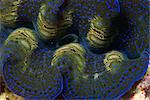 Close-up of the mantle and siphon of giant clam, Sabah, Malaysia, Borneo, Southeast Asia, Asia