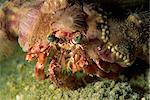 Eine Dekorateur Krabbe tarnt sich durch Anhängen von lebenden Schwämmen und Anemonen, Sabah, Borneo, Malaysia, Südostasien, Asien