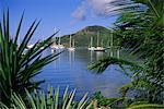 Yachts seen through palms, Falmouth Harbour, Antigua, Caribbean, West Indies, Central America