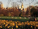 Daffodils in St. James's Park, with Big Ben behind, London, England, United Kingdom, Europe