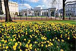 Jonquilles dans Hyde Park, près de Hyde Park Corner, Londres, Royaume-Uni, Europe